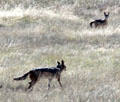 Black-backed jackal in the grasses of Ngorongoro Park. Tanzania
