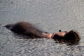 Hippopotamus rolling over in lake in Ngorongoro Crater. Tanzania
