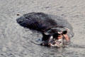 Hippo in lake in Ngorongoro Crater. Tanzania