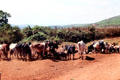 Cattle & other farm animals on road between Lake Manyara & Ngorongoro Crater. Tanzania.
