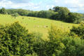 Cattle & trees around Doune Castle. Doune, Scotland.