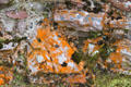Lichens at Dryburgh Abbey. Scotland.
