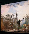 Display of harvesting of jute plants at Verdant Works Museum. Dundee, Scotland.
