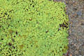 Succulent groundcover at Threave Garden. Rhonehouse, Scotland.