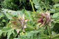 Artichoke in garden at Haddo House. Methlick, Scotland.