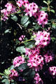 Flowers at Mount Stewart House. Northern Ireland.