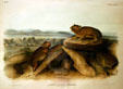 John James Audubon folio of Little Chief Hare. AR.