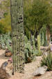 Cactus garden of Phoenician Inn. Scottsdale, AZ.