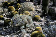 Barrel cactus collection at Living Desert Zoo & Gardens. Palm Desert, CA.