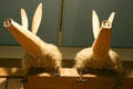 Aardvarks at Noah's Ark of Skirball Cultural Center. Los Angeles, CA.
