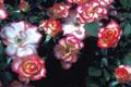 Red, yellow & white roses of Mission San Juan Capistrano. Capistrano, CA.