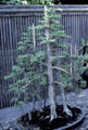Japanese Bonsai at Henry E. Huntington Gardens. San Marino, CA.