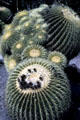 Barrel cactus at Henry E. Huntington Gardens. San Marino, CA.