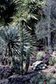 Cactus garden at Henry E. Huntington Gardens. San Marino, CA.