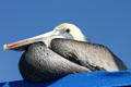 Brown Pelican. San Diego, CA.