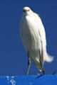 Snowy Egret. San Diego, CA.