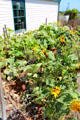 Kitchen garden at Old Point Loma Lighthouse. San Diego, CA.