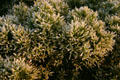 Plant life at Cabrillo National Monument. San Diego, CA.