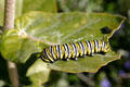 Yellow, black & white striped caterpillar in Balboa Park. San Diego, CA.