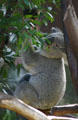 Koala Bear at Balboa Park Zoo. San Diego, CA.