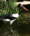 Saddle-billed stork at Balboa Park Zoo. San Diego, CA.