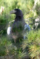 Large eagle at Balboa Park Zoo. San Diego, CA.