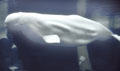 Beluga Whale at Sea World Park. San Diego, CA.