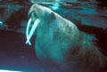 Walrus show long teeth at Sea World Park. San Diego, CA.