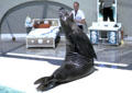 Sea elephant performs at Sea World Park. San Diego, CA.