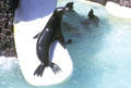 California Sea Lion on slide at Sea World Park. San Diego, CA.