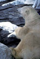 Polar bear at Sea World Park. San Diego, CA.