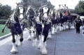 Clydesdale horses pull wagon at Sea World Park. San Diego, CA.