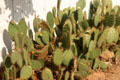 Prickly pear cactus in Old Town. San Diego, CA.