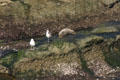 Gulls & harbor seal on rocks. La Jolla, CA.