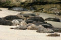 Harbor seals sleeping on beach. La Jolla, CA.