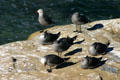 Red billed Heermann's Gull. La Jolla, CA.
