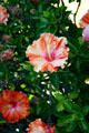 Hibiscus. La Jolla, CA.
