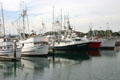 Tuna fishing boats in port. San Diego, CA.