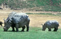 Endangered Indian Rhinos at Wild Animal Park. San Diego, CA.