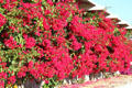 Bougainvillea hedge at University of California, Riverside. Riverside, CA.