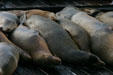 Sea lions in rows at Pier 39. San Francisco, CA.