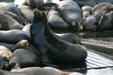 Sea lion stretches at Pier 39. San Francisco, CA.