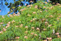 Flowering Silk Mimosa tree at Angels Camp Museum. Angels Camp, CA.