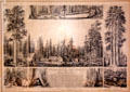 Graphic illustrating the hotel & surroundings at Mammoth Tree Grove in Calaveras County at Calaveras County Downtown Museum. San Andreas, CA.
