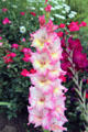 Gladiola in Wethersfield garden. Wethersfield, CT.