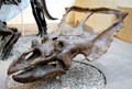 Chasmosaurus from Late Cretaceous period 100-65 million years ago at Yale Peabody Museum. New Haven, CT.
