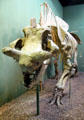 Titanotheres from early Oligocene period at Yale Peabody Museum. New Haven, CT.