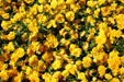 Flowers near the White House. Washington, DC.