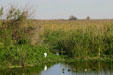 Grasses of the Everglades. FL.
