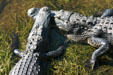 Alligator meets alligator. FL.